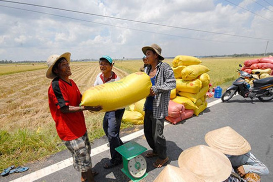 Nhộn nhịp thị trường xuất khẩu gạo, giá tiếp tục tăng