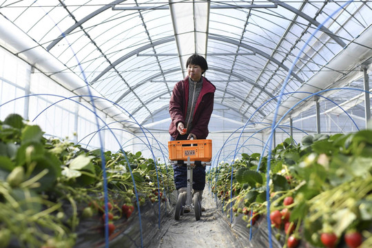 Bí mật đằng sau những quả dâu tây trái mùa của Nhật Bản: Bất chấp cái giá về môi trường, nông dân chỉ trồng trái mùa vì lợi nhuận khủng