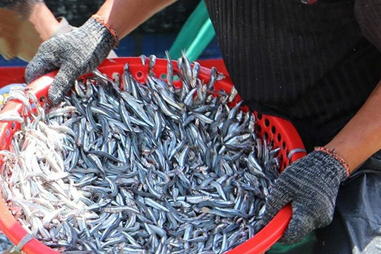 Tín hiệu vui cho mùa khai thác hải sản: Ngư dân trúng đậm hàng tấn cá cơm các loại