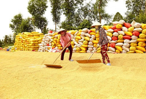 Dự báo lượng lúa hàng hóa trên thị trường bắt đầu giảm từ tuần sau