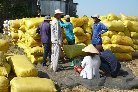 Trung Quốc, Philippines tăng nhu cầu mua gạo, giá rục rịch đi lên