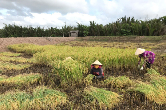 Dự kiến giá gạo xuất khẩu năm nay tăng 10%, khối lượng đạt tối đa 6,5 triệu tấn