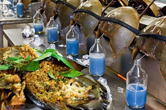 “Hóa thạch sống” chứa loại chất lỏng màu xanh khơi nguồn cho ngành công nghiệp triệu USD: Tưởng ở đâu xa, chợ Việt Nam cũng có