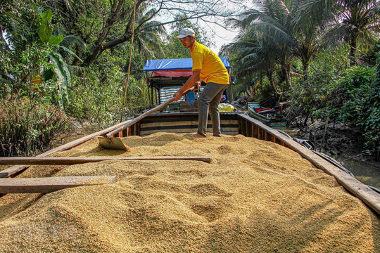 Doanh nghiệp tranh thủ gom hàng tích trữ, giao dịch lúa gạo sôi động