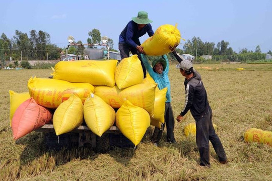 Thông tin tích cực từ Indonesia khuấy động thị trường lúa gạo 