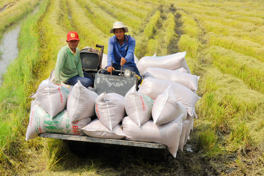 Thị trường lúa hè thu sôi động, giá gạo tăng nhẹ