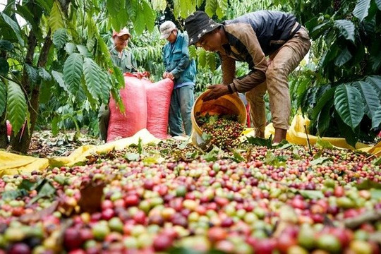 Xuất hiện yếu tố 'thiên thời', xuất khẩu cà phê Việt Nam có cơ hội duy trì mức 4 tỷ USD