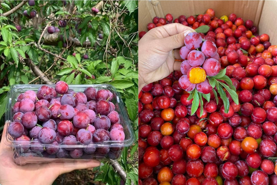 'Cherry Việt' đổ bộ thị trường, giá rẻ siêu đắt khách