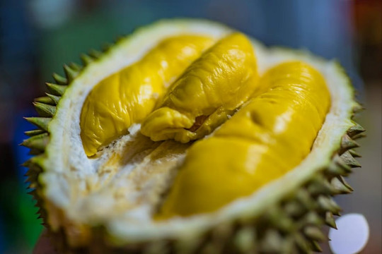 Người Trung Quốc sẽ ăn quả sầu riêng ‘nhà trồng’ đầu tiên vào tháng 6 – Thái Lan, Việt Nam, Malaysia có sợ mất thị trường xuất khẩu tỷ USD?