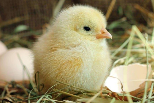 Nova Consumer muốn cắt lỗ mảng trại gà, dừng mở rộng các trang trại heo, kế hoạch lợi nhuận 2023 giảm 94%