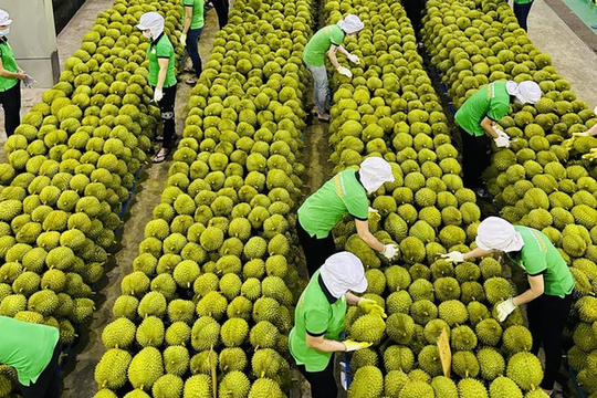 Trung Quốc tiêu thụ gần 1 triệu tấn/năm lại đặc biệt thích hàng Việt Nam - cơ hội vàng để Việt Nam thu tỷ USD từ xuất khẩu loại 'trái cây vua' này 