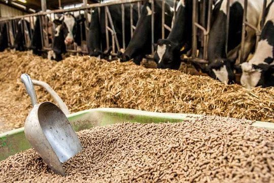 Giá nguyên liệu thức ăn chăn nuôi sẽ duy trì xu hướng giảm nửa cuối năm 2023