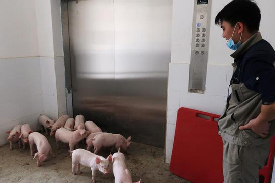 Doanh nghiệp của anh trai bầu Thụy đầu tư 2.500 tỷ đồng vào dự án nuôi lợn tại Thanh Hóa, đề xuất xây nhà cao tầng để nuôi lợn công nghệ cao?