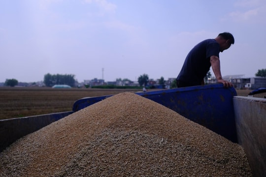 Niềm vui biến tuyệt vọng chỉ trong 24 giờ, nông dân Trung Quốc chạy đua với thời gian