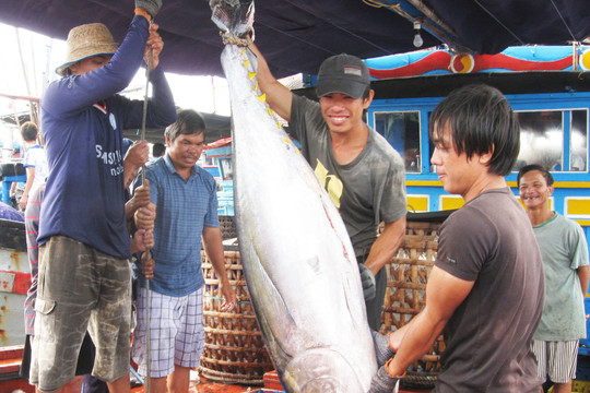 Trong 4 tháng, hai nước Mỹ Latin chi 12 triệu USD chỉ để mua một loại cá biển của Việt Nam, tăng gần gấp đôi năm ngoái