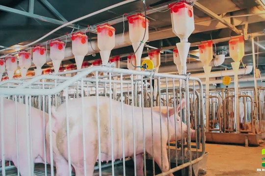 Hàng trăm nghìn chú lợn đi thang máy, ăn “cơm văn phòng” ở Trung Quốc và bài học cho Tập đoàn muốn làm “khách sạn lợn” đầu tiên ở Việt Nam