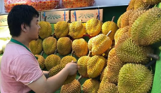 Xuất khẩu loại 'quả vàng quả bạc' này đã tăng hơn 1.700% kể từ đầu năm, Trung Quốc ồ ạt thu mua do diện tích trồng chưa đến 1/1.000 so với Việt Nam
