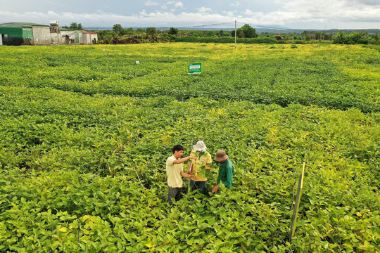 Sự mai một đáng tiếc của cây đậu nành tại Việt Nam và cuộc chinh phục lại "cô gái đỏng đảnh" suốt 2 thập kỷ của Vinasoy