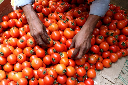 Một loại quả “nhà trồng được” của Việt Nam gặp bão giá tại Ấn Độ: giá tăng hơn 445%, đắt đỏ hơn cả xăng