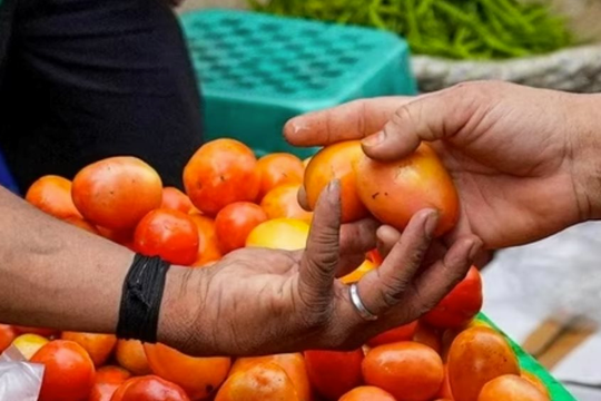 Cà chua tăng giá hơn 400% tại Ấn Độ: Đắt đỏ như xăng, đến McDonald’s cũng không mua nổi