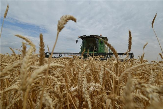 Quốc gia chiếm hơn 20% lượng lúa mì xuất khẩu toàn cầu bỗng rút khỏi thỏa thuận quan trọng, giá lương thực thế giới chịu áp lực tăng giá mới