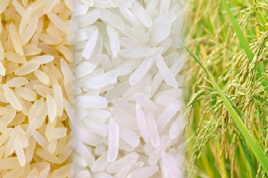 Tại sao lệnh cấm xuất khẩu gạo của Ấn Độ lại nghiêm trọng đối với thương mại toàn cầu?