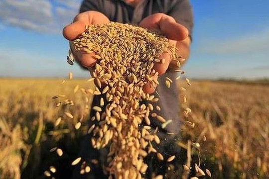 Xuất khẩu “hạt ngọc trời” tăng trưởng cao nhất 10 năm, nhóm cổ phiếu ngành gạo bứt phá, thậm chí phá đỉnh lịch sử