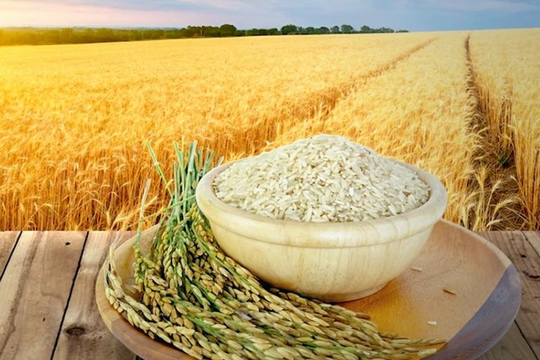 Thị trường gạo toàn cầu chuẩn bị đón làn sóng thỏa thuận liên chính phủ sau lệnh cấm của Ấn Độ
