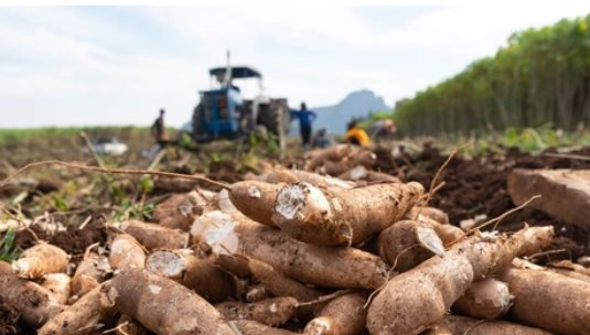 Chỉ trong nửa đầu năm, Nhật Bản tăng nhập khẩu loại nông sản này của Việt Nam hơn 700%, là mặt hàng Việt Nam xuất khẩu đứng thứ 2 thế giới