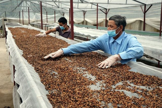 Giá cao, xuất khẩu cà phê của Việt Nam vẫn gặp khó - tháo gỡ cách nào?