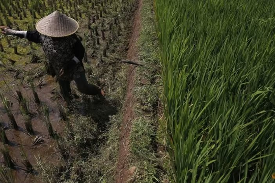 Các quốc gia Đông Nam Á đối phó với khủng hoảng gạo: Indonesia chuẩn bị 500.000 ha trồng lúa, Việt Nam tận dụng cơ hội xuất khẩu chưa từng có