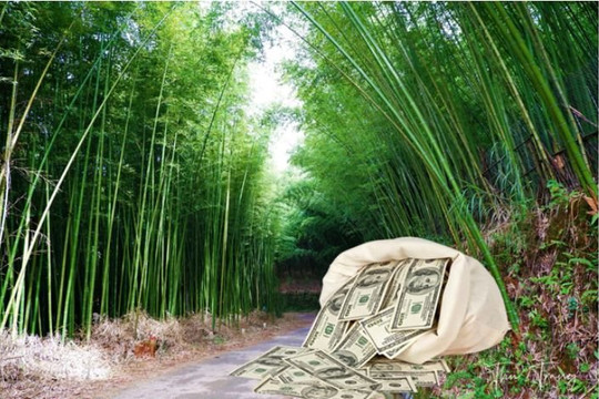 2 người liên tiếp nhặt được bọc tiền gần 40 tỷ đồng trong rừng tre ở Nhật Bản, cảnh sát lập tức vào cuộc 