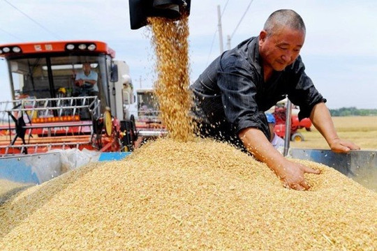 Vựa lúa của Trung Quốc bị ‘nứt’ 