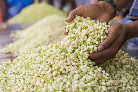 Loài hoa phổ biến ở Việt Nam, sang nước ngoài là "ngọc trắng", bán hơn 500 nghìn/kg, tinh chất có giá 100 triệu đồng/lít: Bí quyết nằm ở quy trình sản xuất đặc biệt