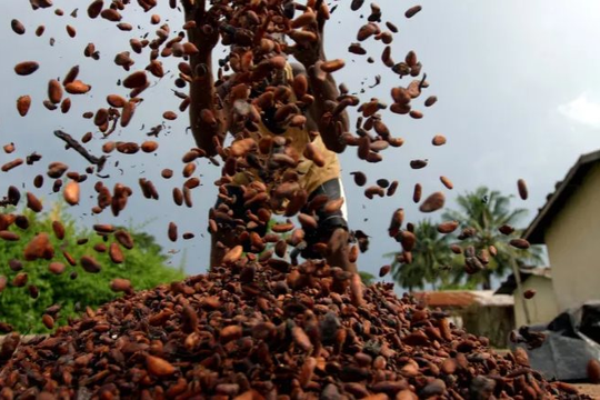Một loại nông sản phá kỷ lục về giá trong vòng 46 năm trên thế giới, Việt Nam nắm giữ sản lượng hơn 4.500 tấn/năm
