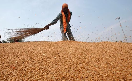 Một loại nông sản của Canada đang đổ bộ vào Việt Nam với giá rẻ kỷ lục, nhập khẩu tăng hơn 3.000% trong 7 tháng đầu năm
