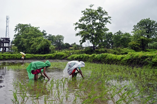 Ấn Độ lại sắp 'sát muối' vào thị trường gạo, thế giới 'nín thở' chờ đợi 