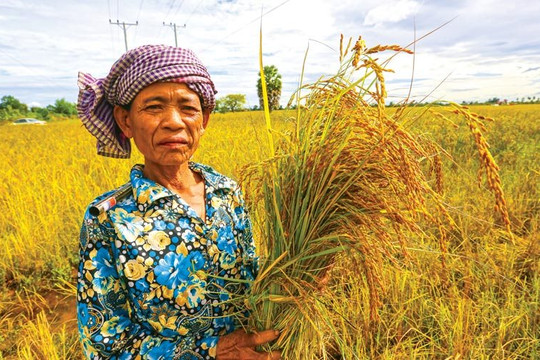 Quốc gia 'sát sườn' Việt Nam hưởng lợi lớn từ lệnh cấm của Ấn Độ: Giá gạo tăng 30-40%, thời cơ xuất khẩu rộng mở