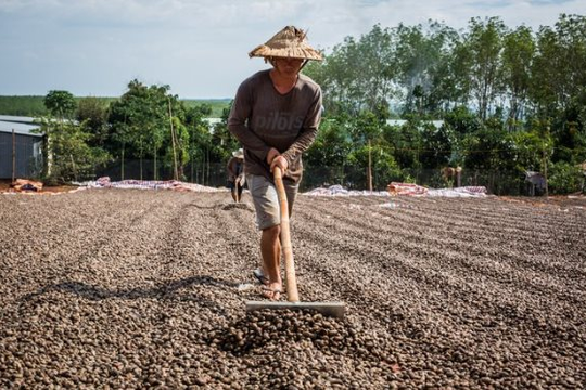 Một loại hạt của Indonesia đang ồ ạt tràn vào Việt Nam với giá rẻ bất ngờ mặc dù nước ta xuất khẩu đứng đầu thế giới