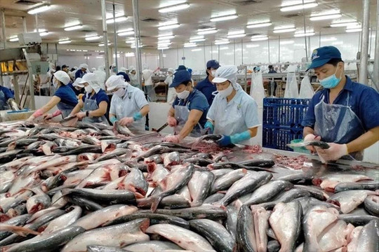 Trung Quốc dừng nhập khẩu thủy sản từ Nhật Bản, cơ hội mở ra cho thủy sản Việt Nam?