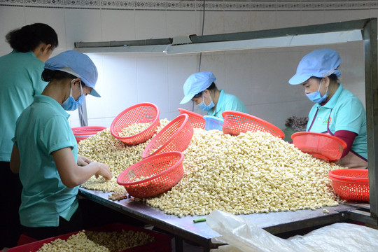 Trong 7 tháng, một loạt hạt mang về cho Việt Nam gần 2 tỷ USD, tăng 10% cùng kỳ