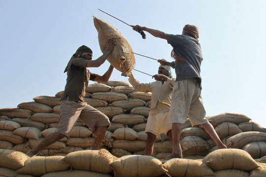 500.000 tấn gạo Ấn Độ bị hoãn xuất khẩu do thuế mới