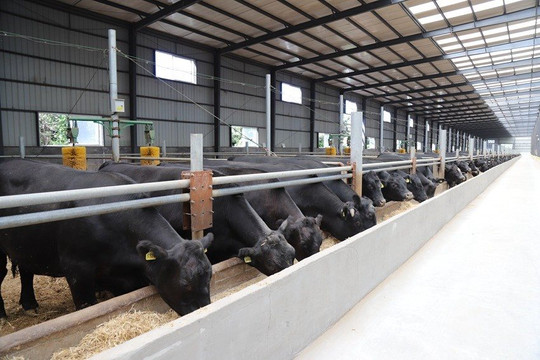 Giải mã giống bò từ Trung Quốc giá thịt một con lên tới 420 triệu đồng