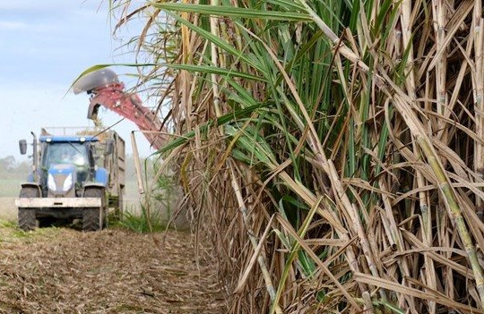 Sau gạo, thêm mặt hàng nông sản khác có nguy cơ lên cơn sốt giá khi nước xuất khẩu số 2 thế giới giảm gần 20% sản lượng do hạn hán
