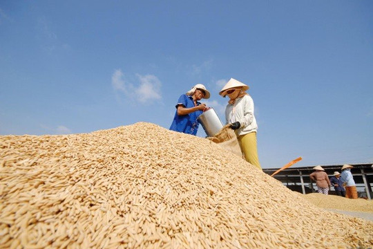 Một quốc gia Nam Mỹ bất ngờ gom mạnh gạo Việt Nam, nhập khẩu tăng hơn 4.000% trong 8 tháng