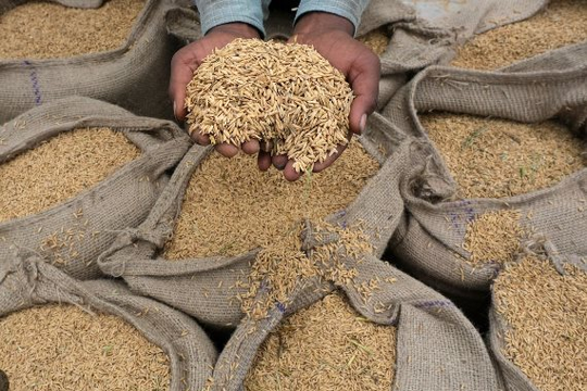 Ấn Độ cấm xuất khẩu gạo, quốc gia này bỗng trở thành nguồn cung được cả thế giới săn lùng, là khách hàng lớn thứ 2 của gạo Việt