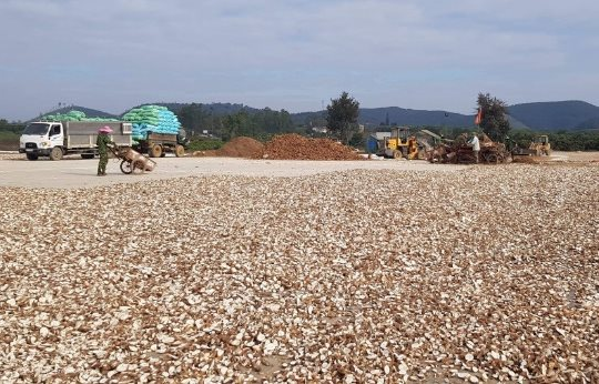 Việt Nam sở hữu một loại nông sản được ví như “vàng trắng” dưới lòng đất: Trung Quốc mỗi năm chi hàng tỷ USD để săn lùng, nước ta xếp thứ 2 thế giới về xuất khẩu