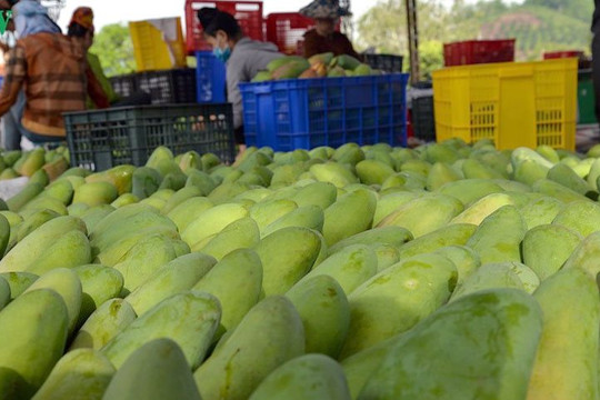 Một loại quả Việt Nam đang được người Hàn Quốc cực kỳ mê mẩn, xuất khẩu tăng trong 9 tháng đầu năm 'bỏ túi' hơn 170 tỷ đồng