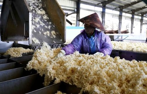 Sau gạo và đường, thêm một loại nông sản gặp bão giá do Ấn Độ - Là mặt hàng Việt Nam cũng đang nhập khẩu hàng triệu tấn