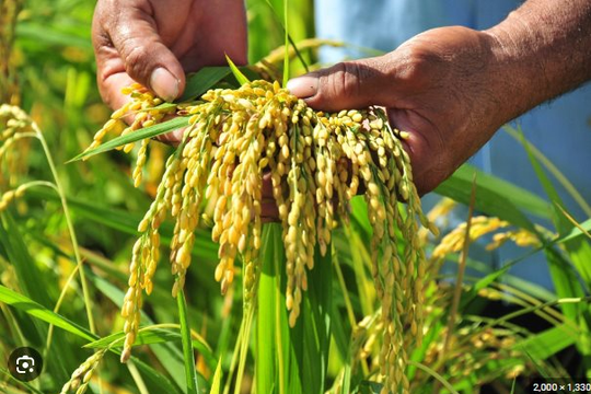 Bất chấp giá gạo tăng mạnh, Lộc Trời (LTG) báo lỗ kỷ lục hơn 300 tỷ trong quý 3/2023